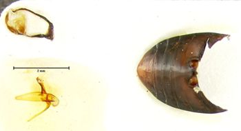 Media type: image; Entomology 19605   Aspect: genetalia